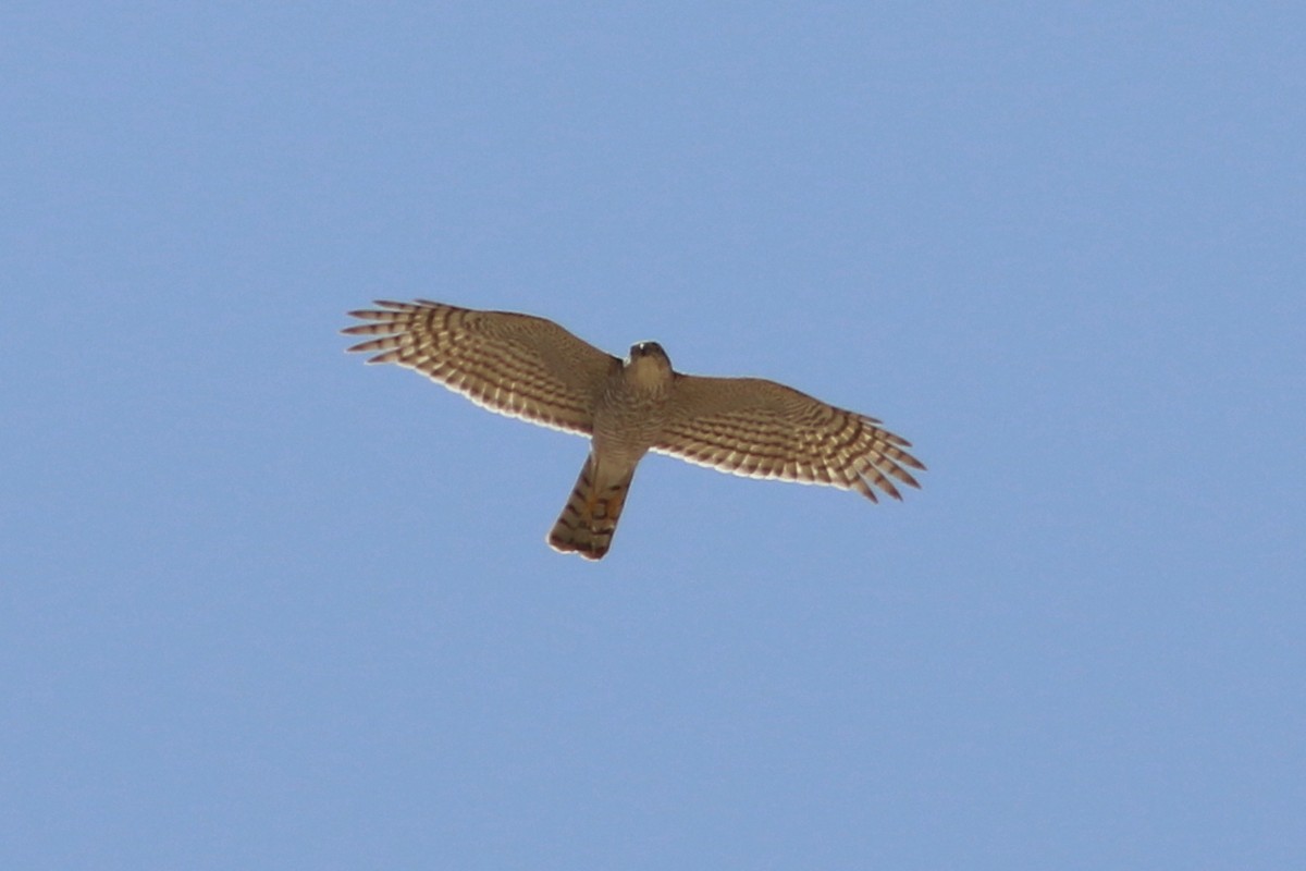 Levant Sparrowhawk - ML323335651