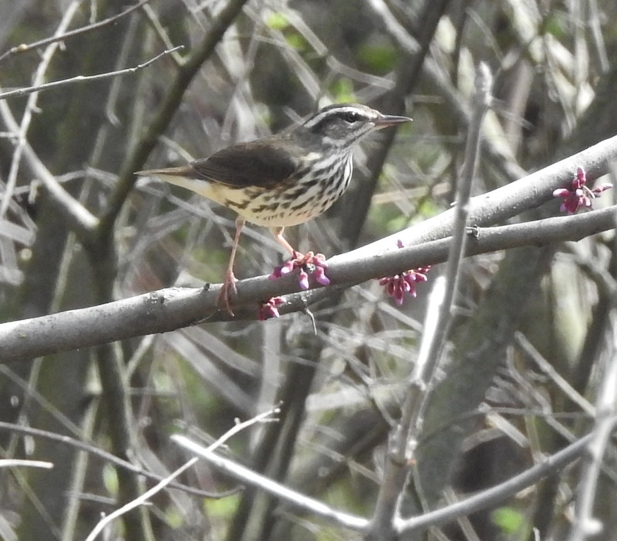 Louisiana Waterthrush - ML323336651