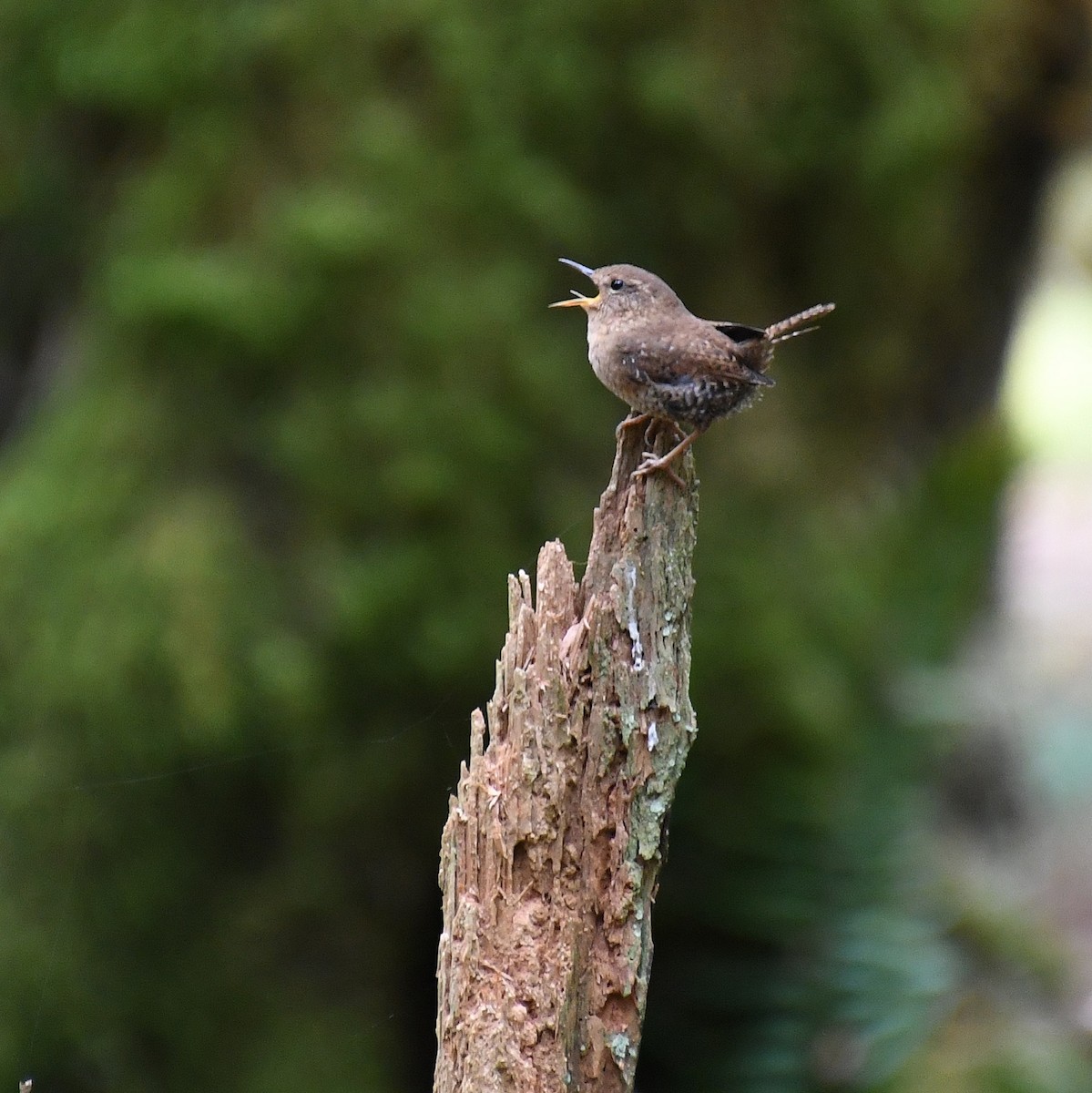 Pacific Wren - Matthew Curtis