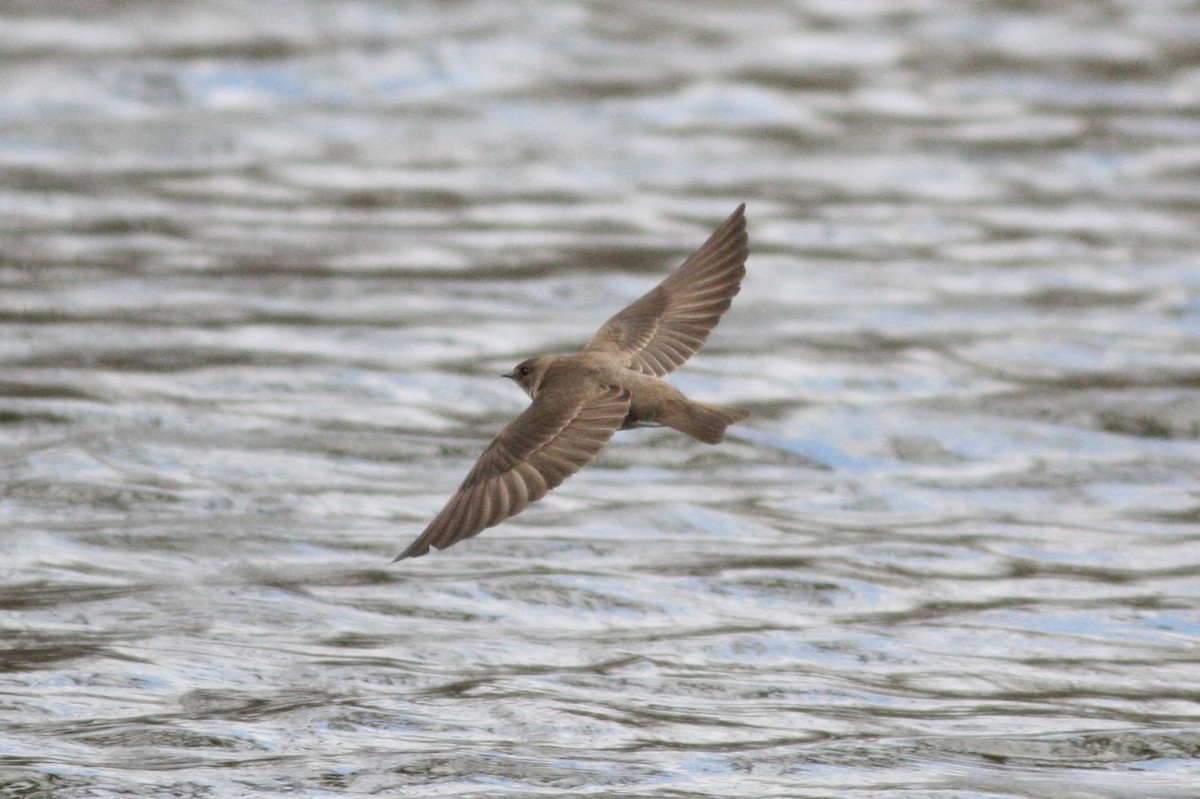 Golondrina Aserrada - ML32333741