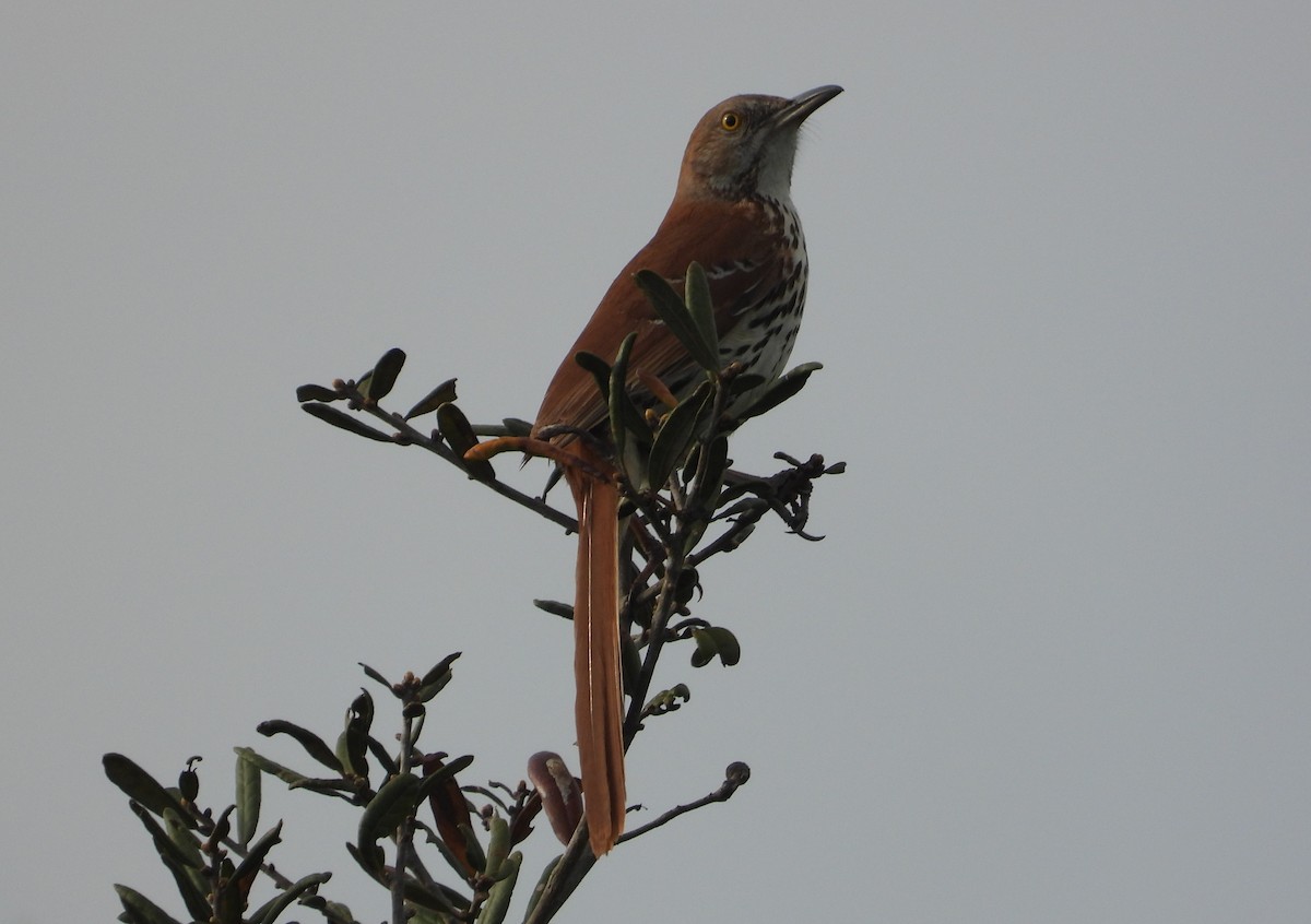 Brown Thrasher - ML323341791