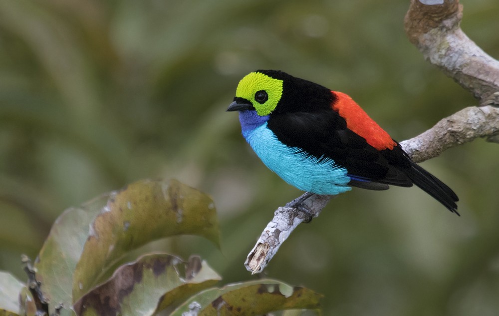 Paradise Tanager - Zak Pohlen