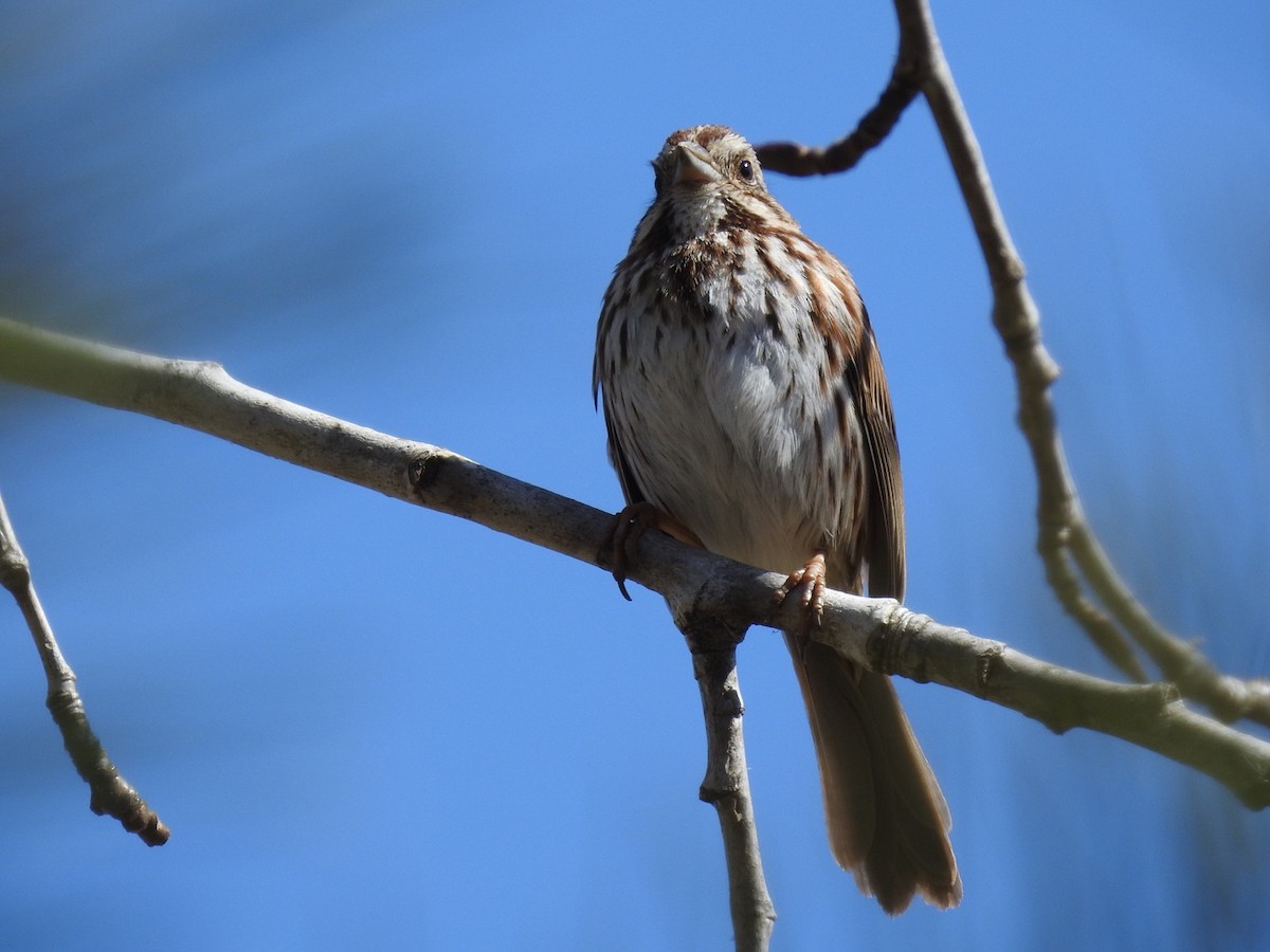 Song Sparrow - ML323343711