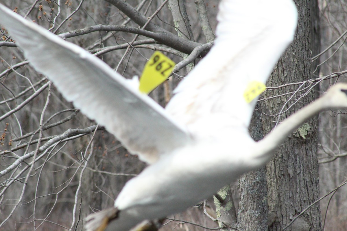 Trumpeter Swan - ML323346251