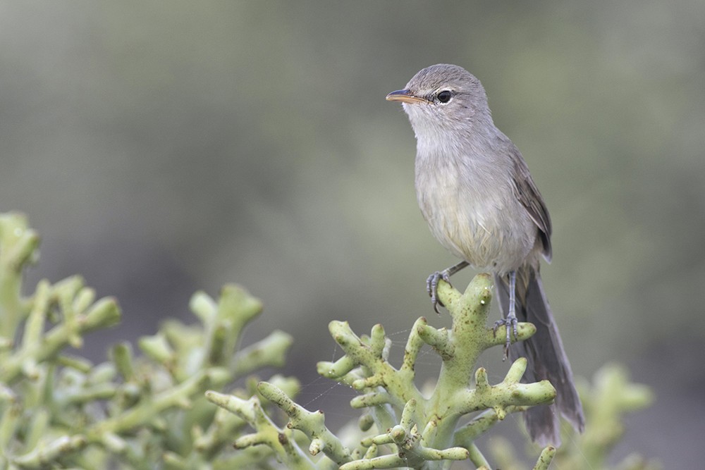 Subdesert Brush-Warbler - Zak Pohlen