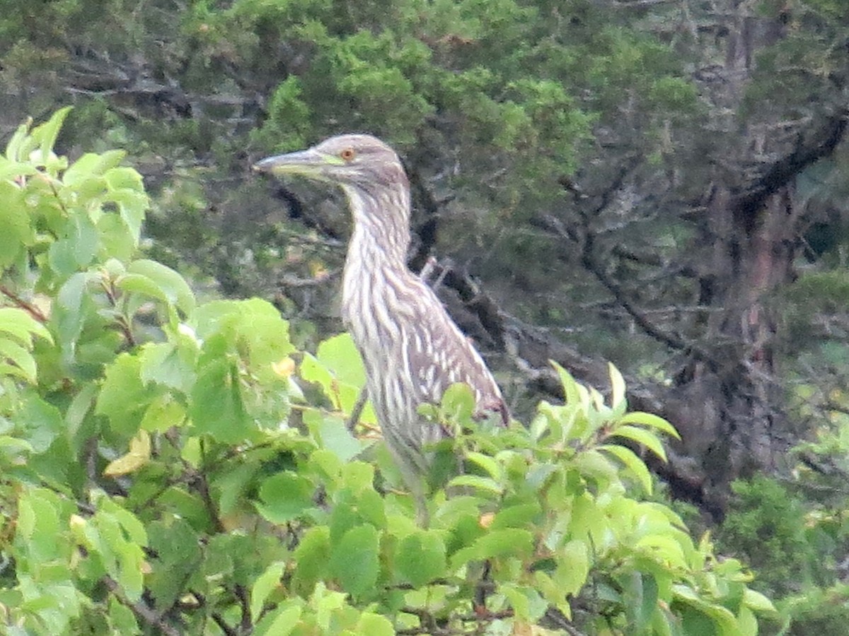 Black-crowned Night Heron - ML32335051