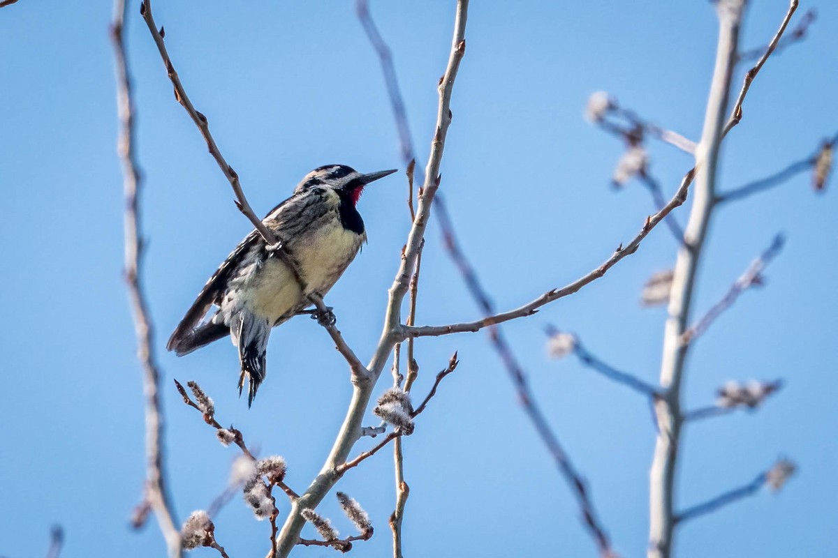 Yellow-bellied Sapsucker - Matt Saunders