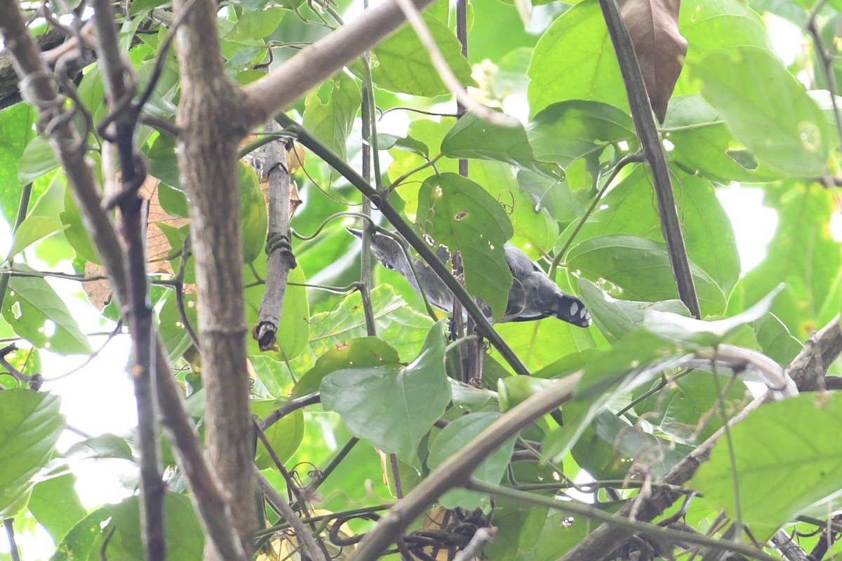 Black-crowned Antshrike - Barry Blust