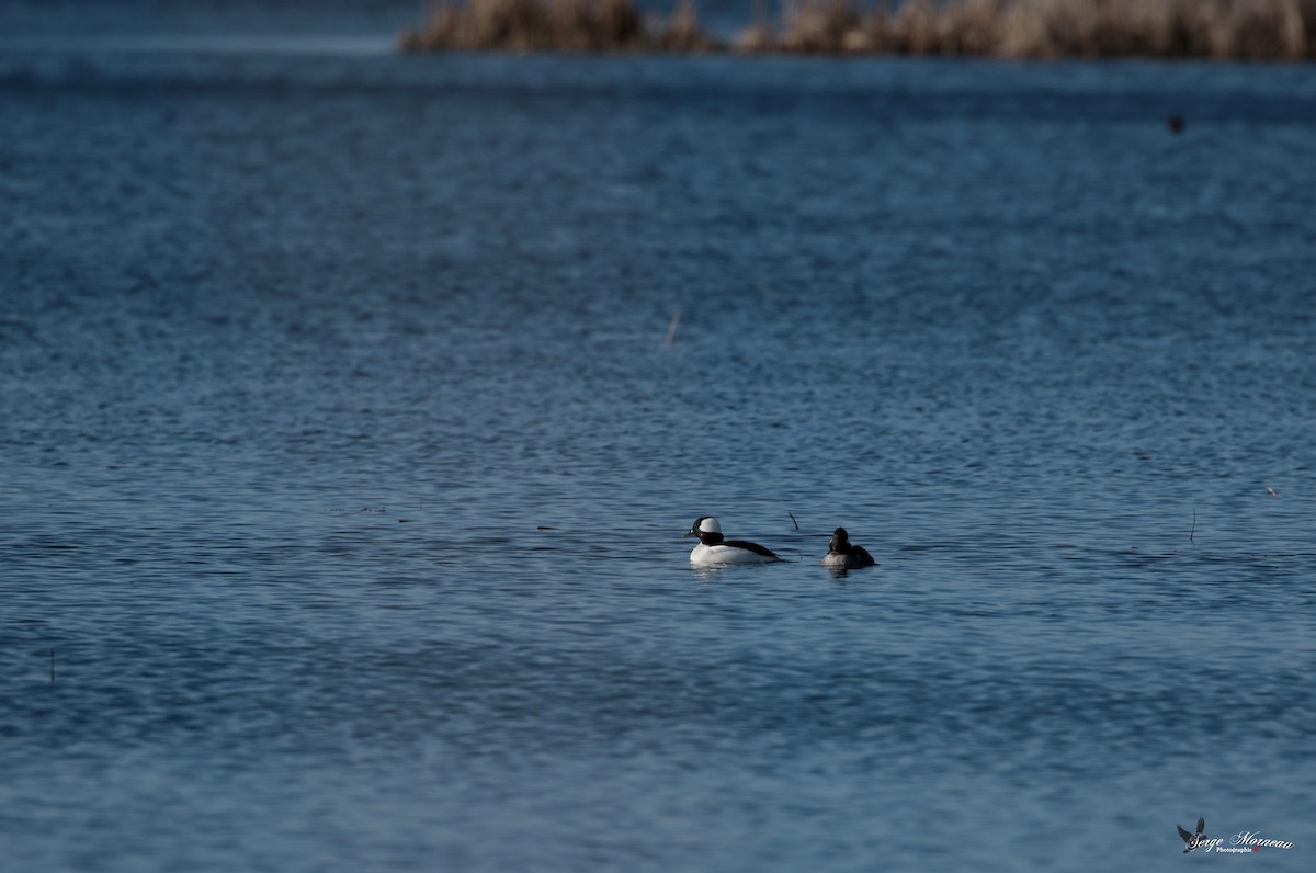 Bufflehead - ML323354421