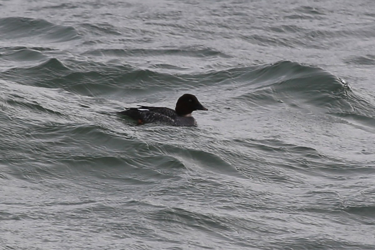 Common Goldeneye - ML323354851
