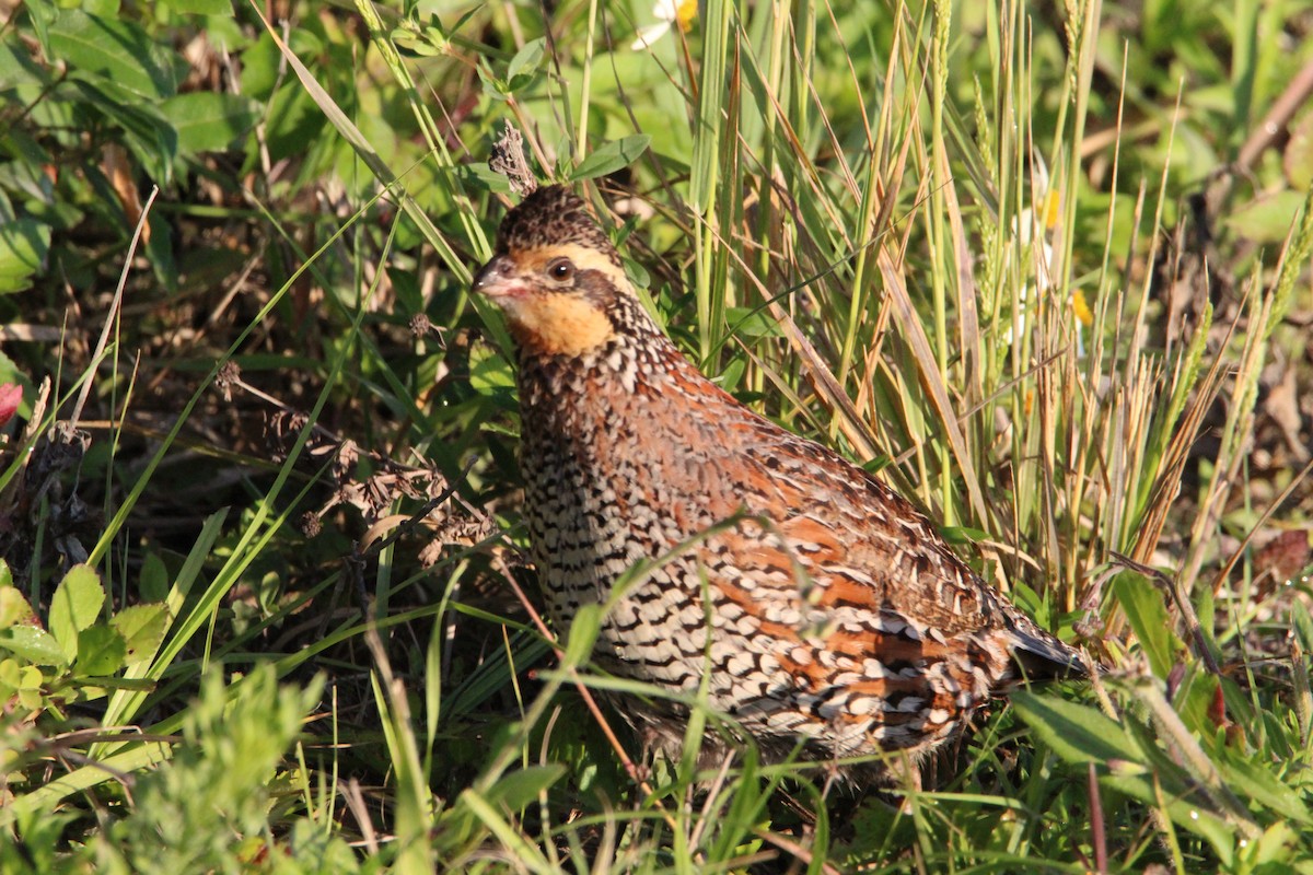 Northern Bobwhite - ML323355031