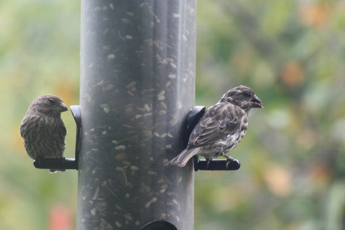 Purple Finch - ML32335611