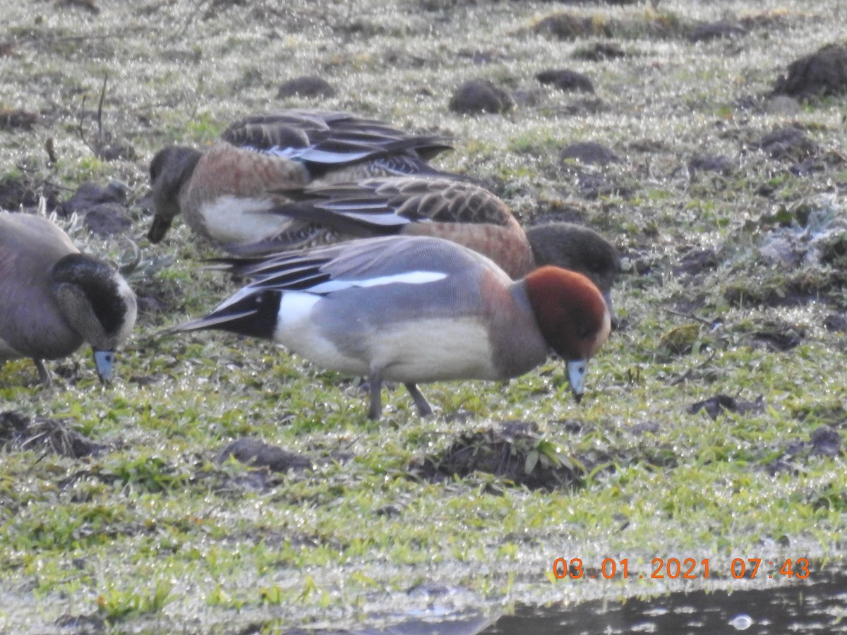 Eurasian Wigeon - ML323356341