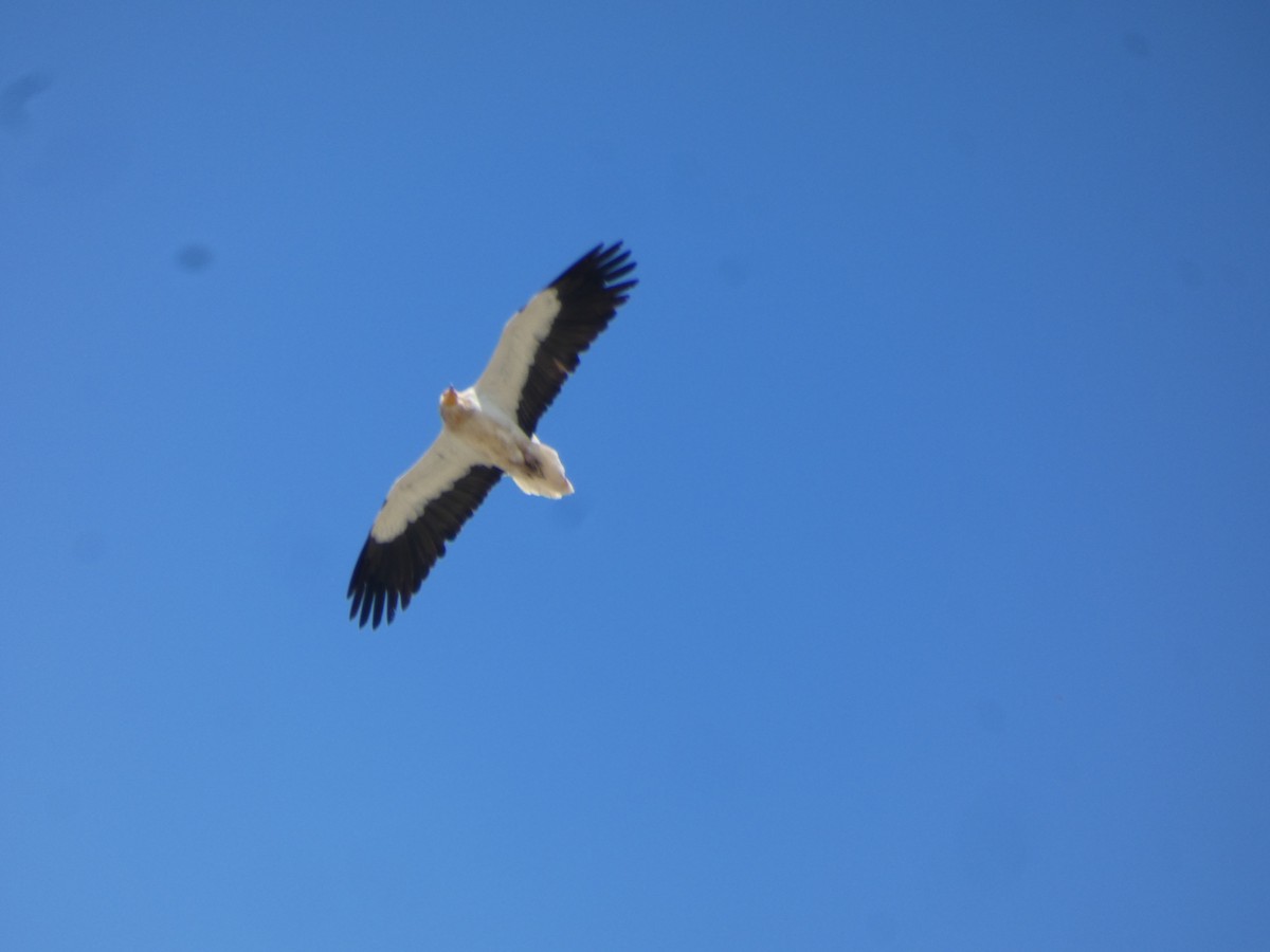 Egyptian Vulture - ML323358271