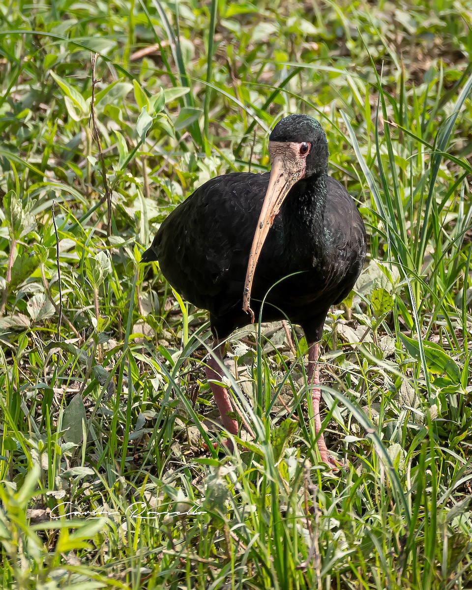 Bare-faced Ibis - Carlos Rossello