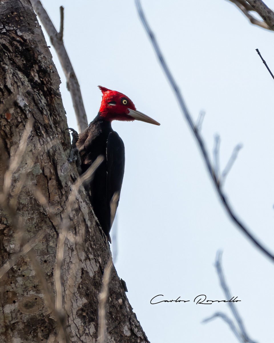 Cream-backed Woodpecker - ML323361731