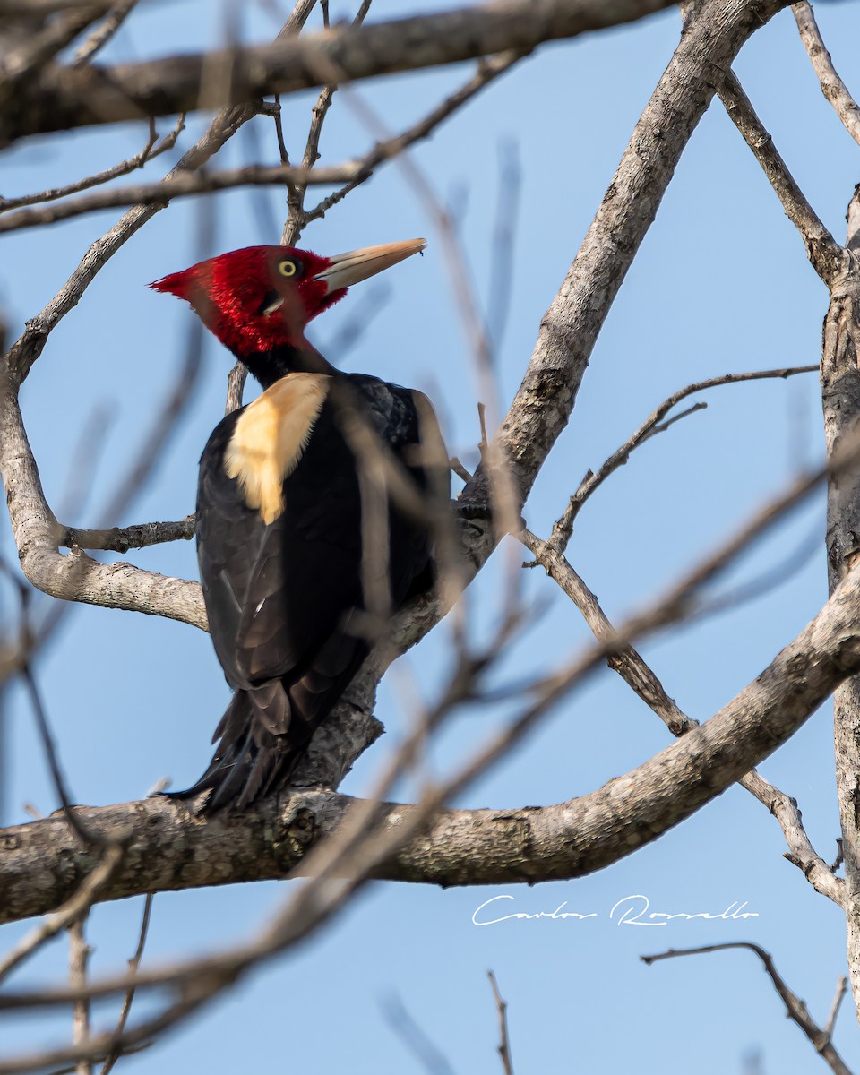 Cream-backed Woodpecker - Carlos Rossello