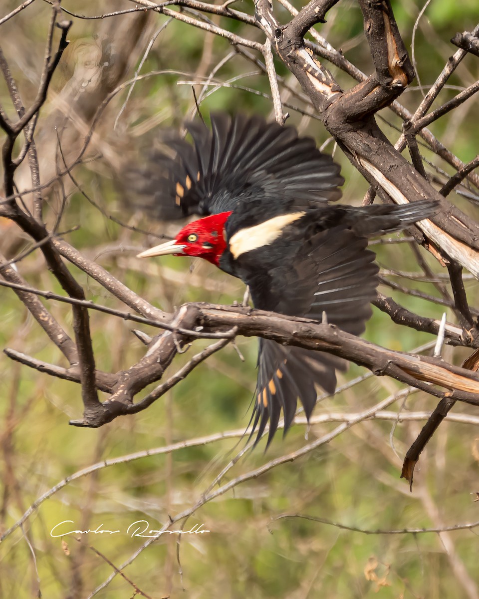 Cream-backed Woodpecker - Carlos Rossello