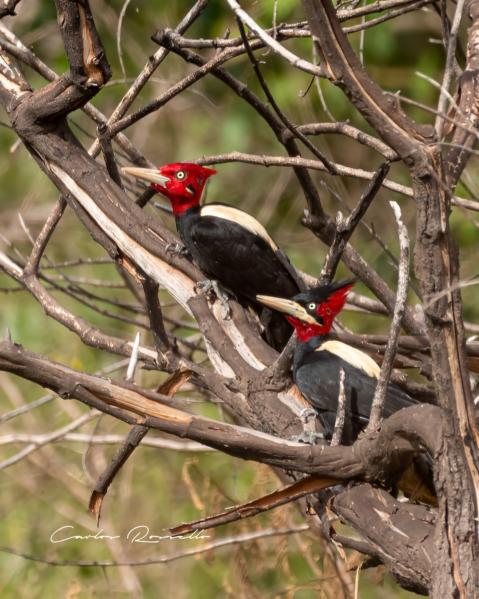 Cream-backed Woodpecker - Carlos Rossello