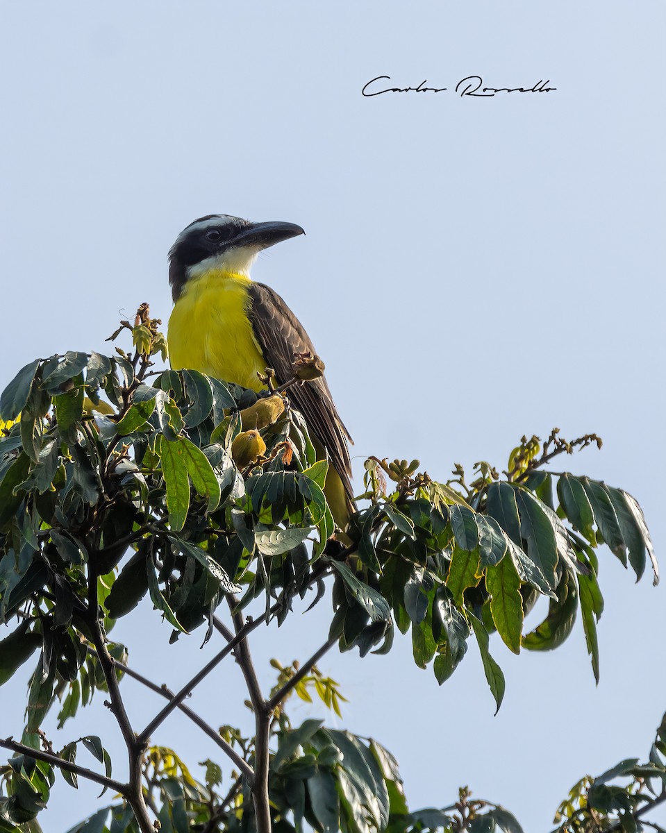 Boat-billed Flycatcher - Carlos Rossello