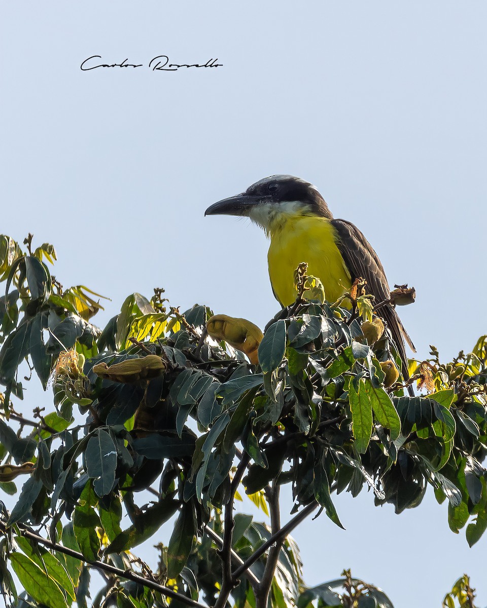 Boat-billed Flycatcher - Carlos Rossello