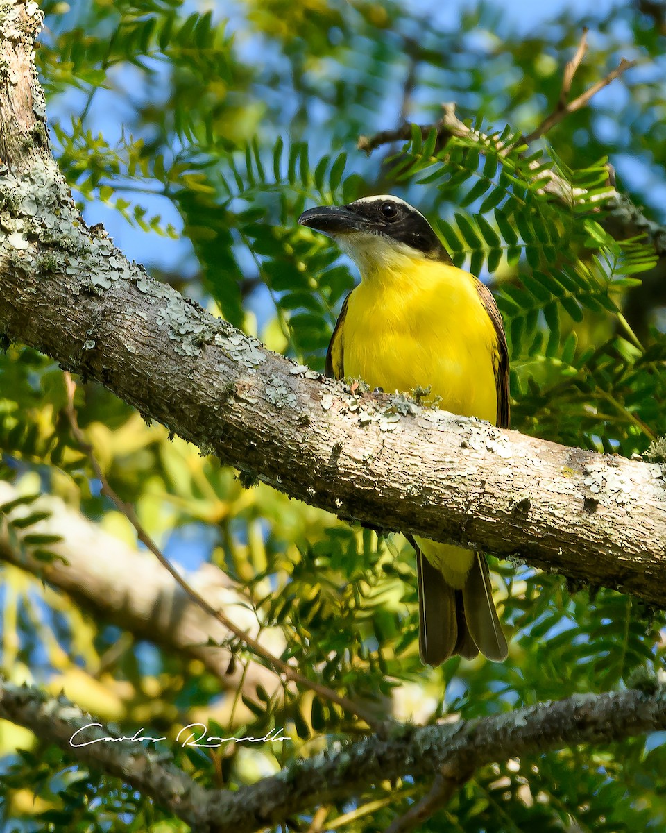 Boat-billed Flycatcher - Carlos Rossello