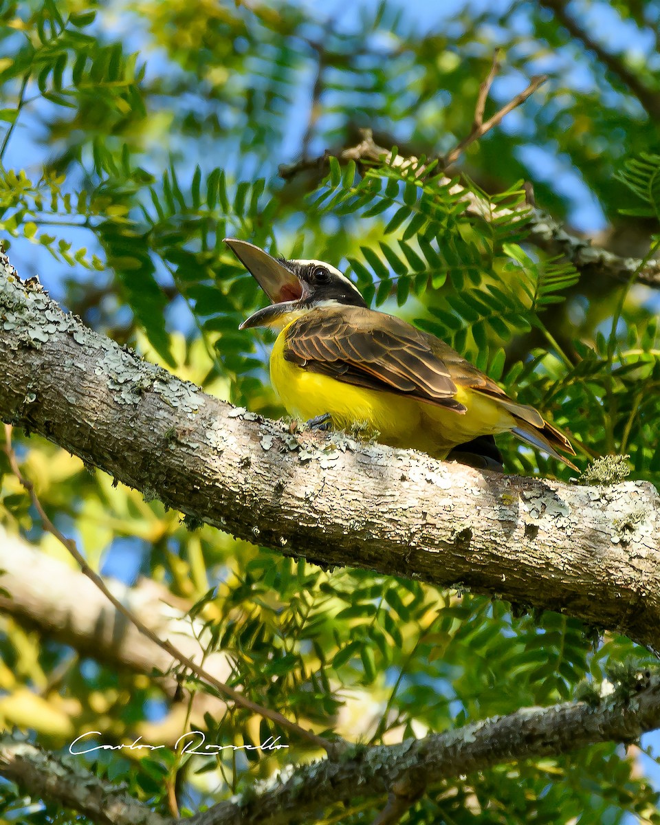 Boat-billed Flycatcher - Carlos Rossello