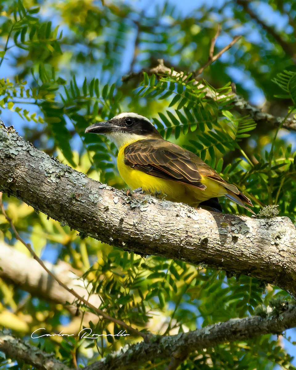 Boat-billed Flycatcher - Carlos Rossello