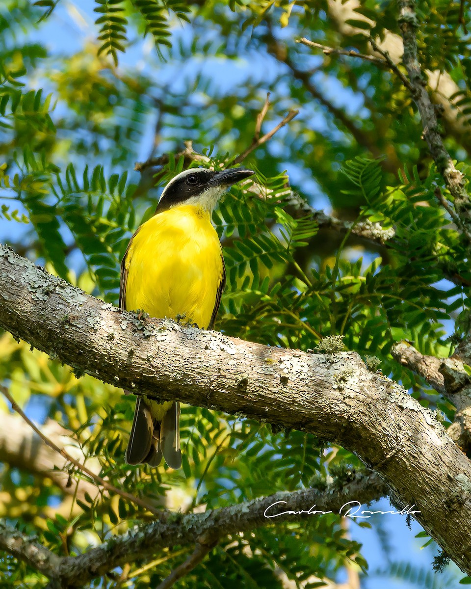 Boat-billed Flycatcher - Carlos Rossello