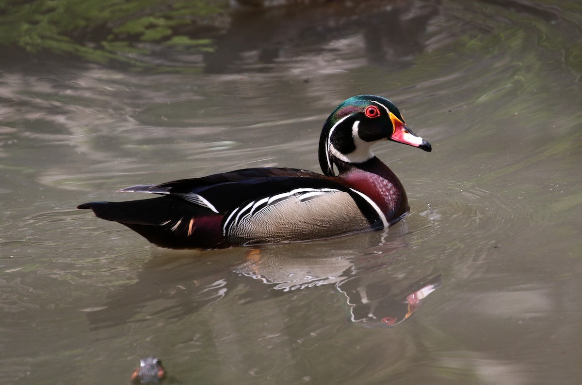 Wood Duck - Margareta Wieser