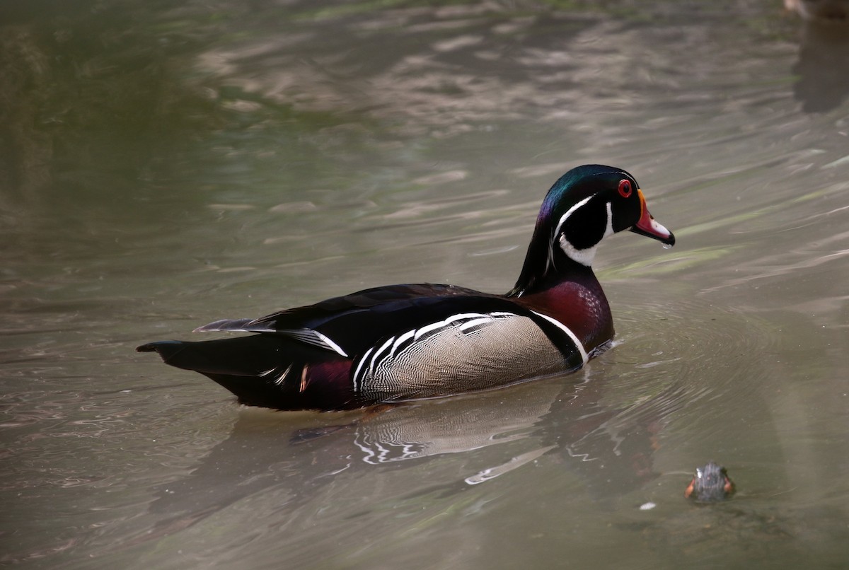 Wood Duck - Margareta Wieser