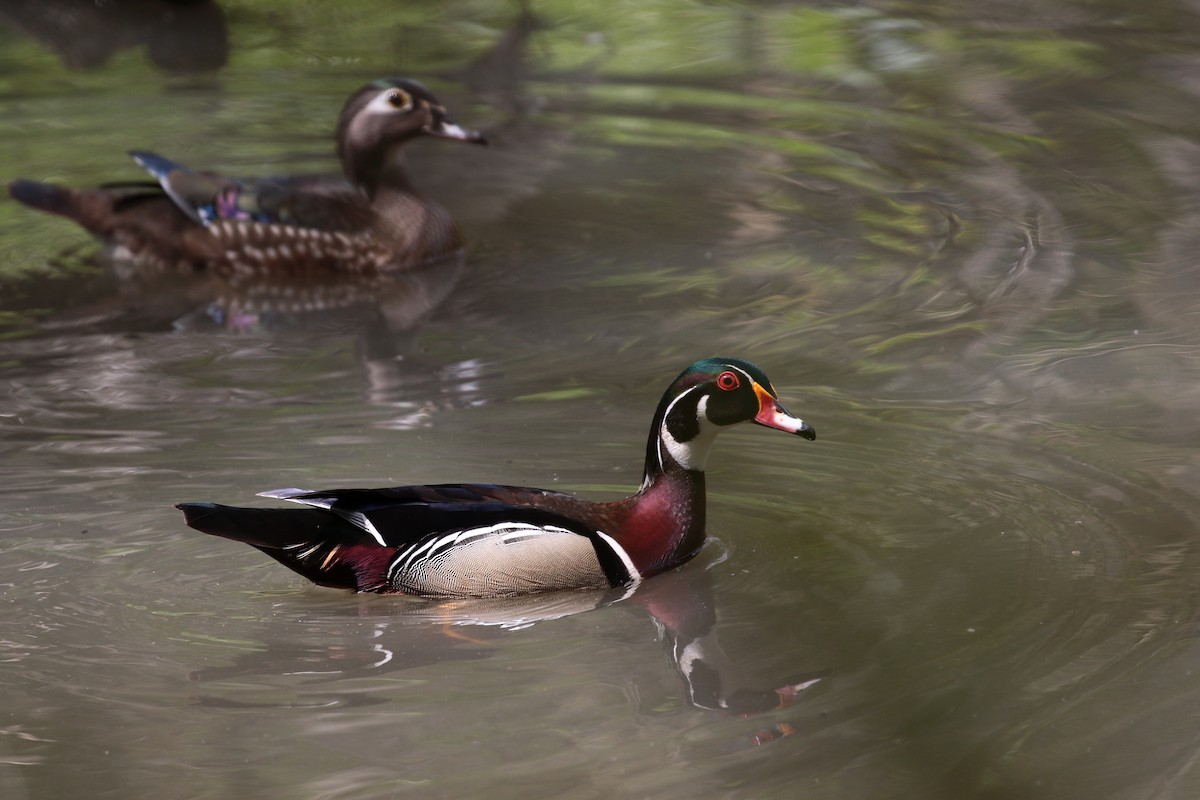 Wood Duck - Margareta Wieser