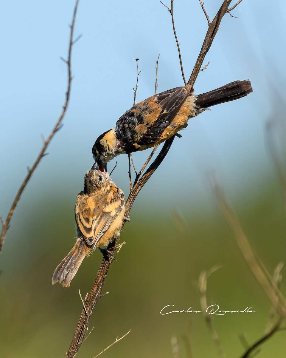 Rusty-collared Seedeater - Carlos Rossello