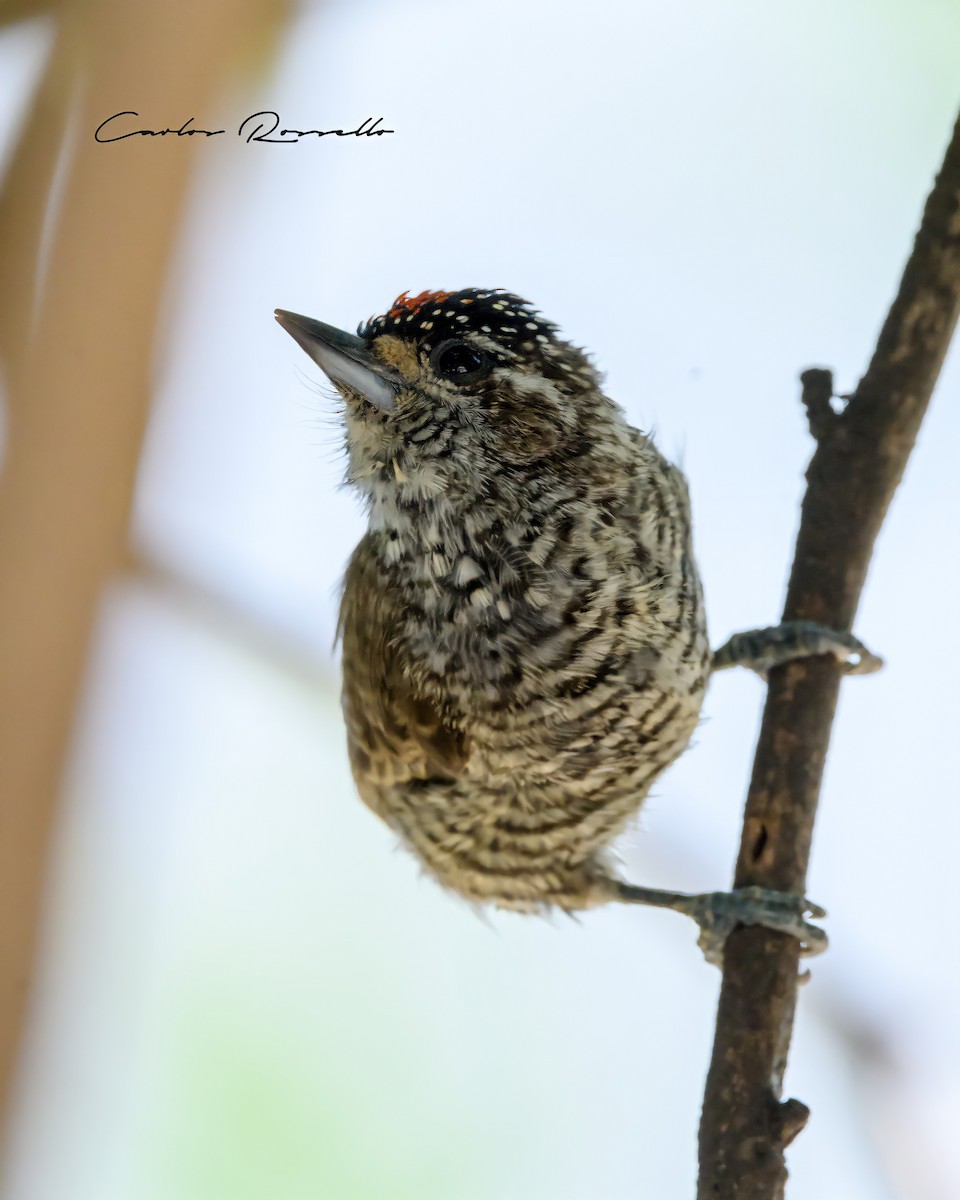 White-barred Piculet - Carlos Rossello