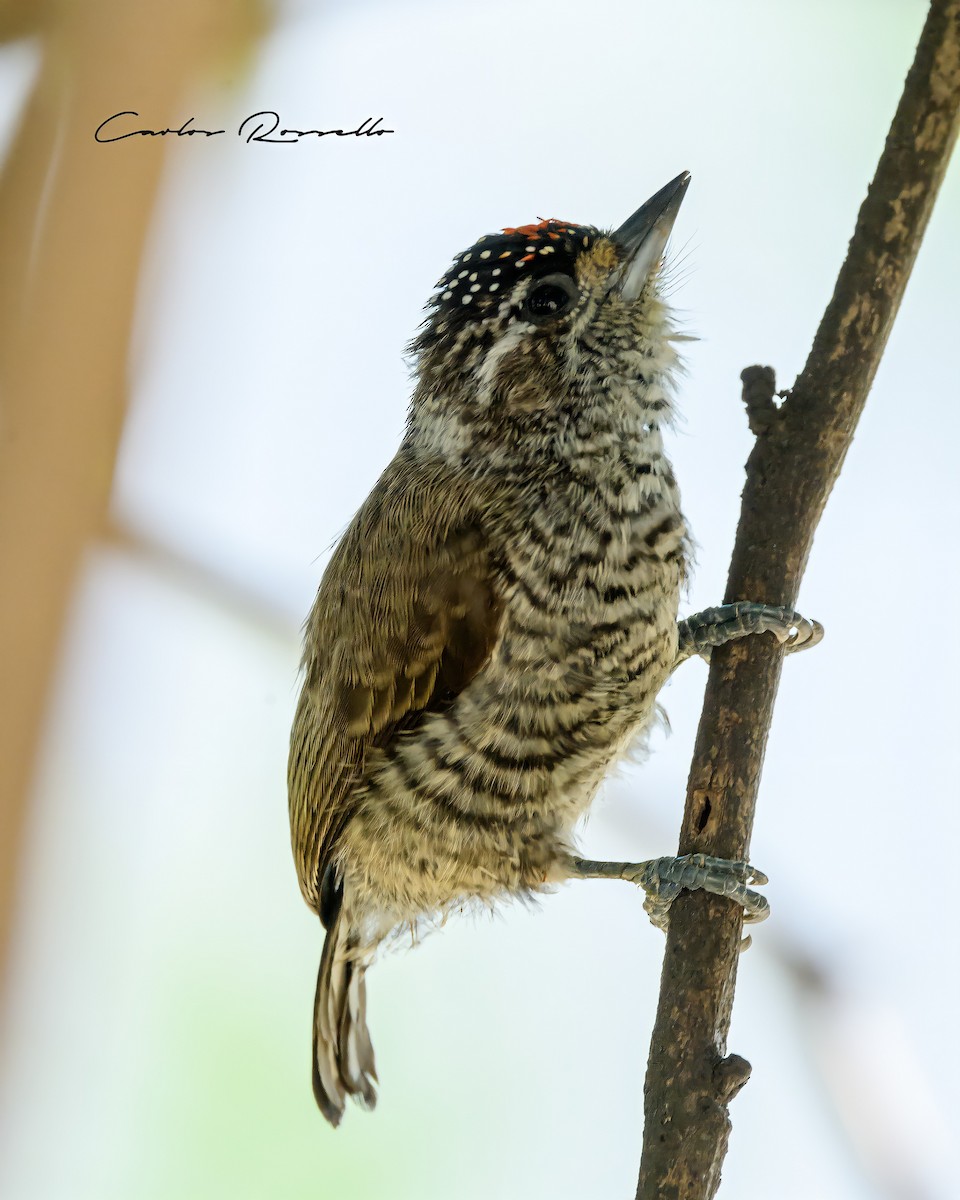 White-barred Piculet - Carlos Rossello