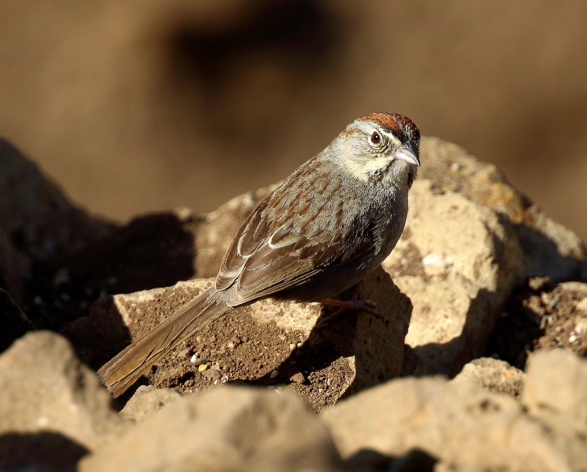 Rufous-crowned Sparrow - David Barton