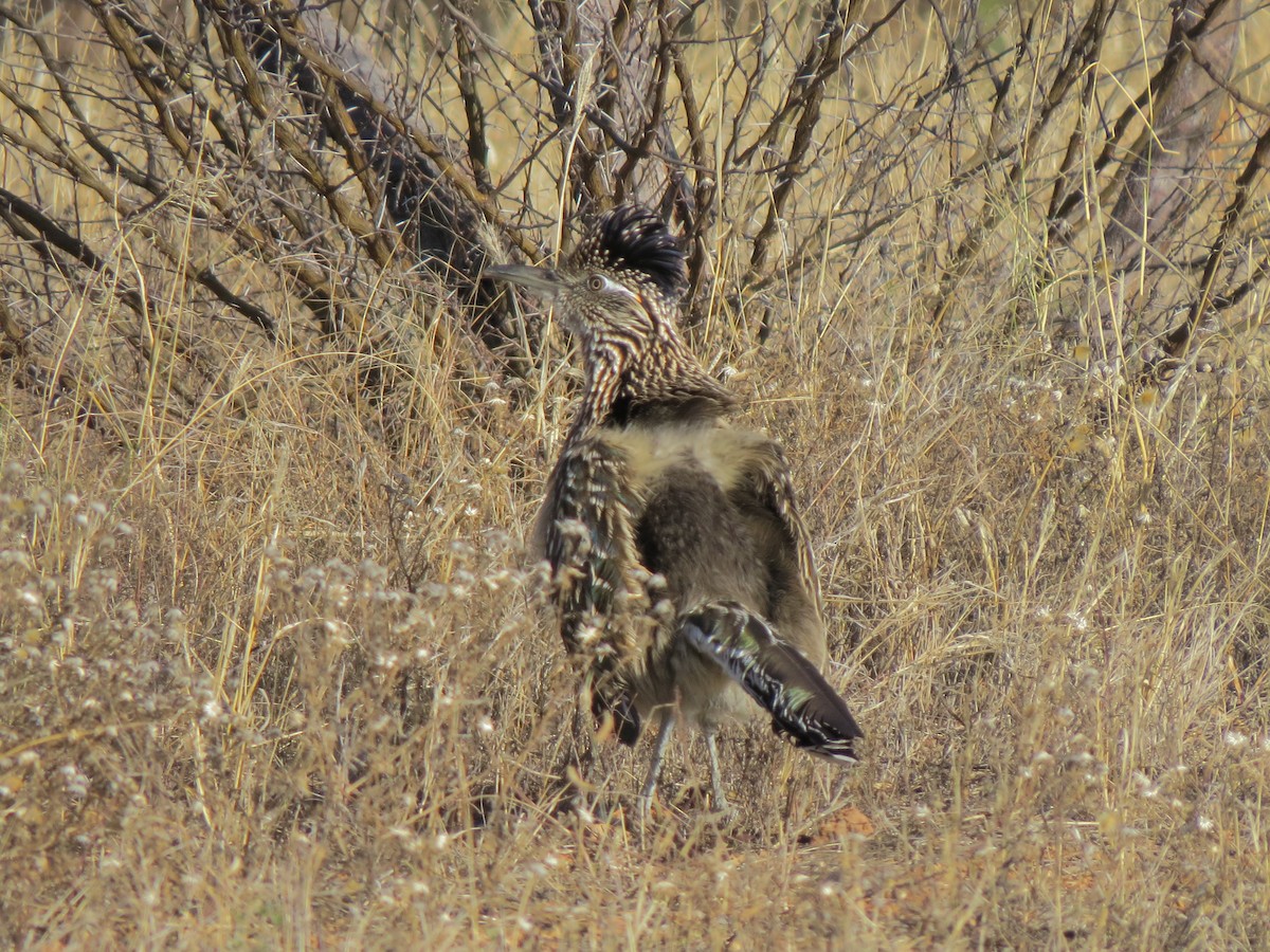 Greater Roadrunner - ML32336781