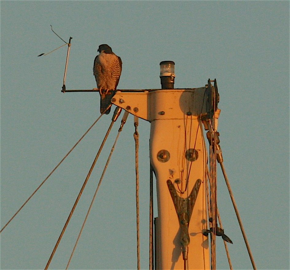 Peregrine Falcon - Anonymous