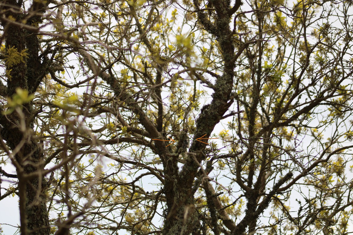 Downy x Ladder-backed Woodpecker (hybrid) - ML323368671