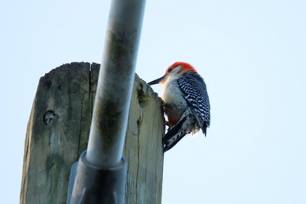 Red-bellied Woodpecker - ML323369111