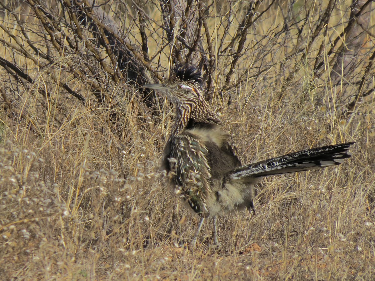 Greater Roadrunner - ML32336921