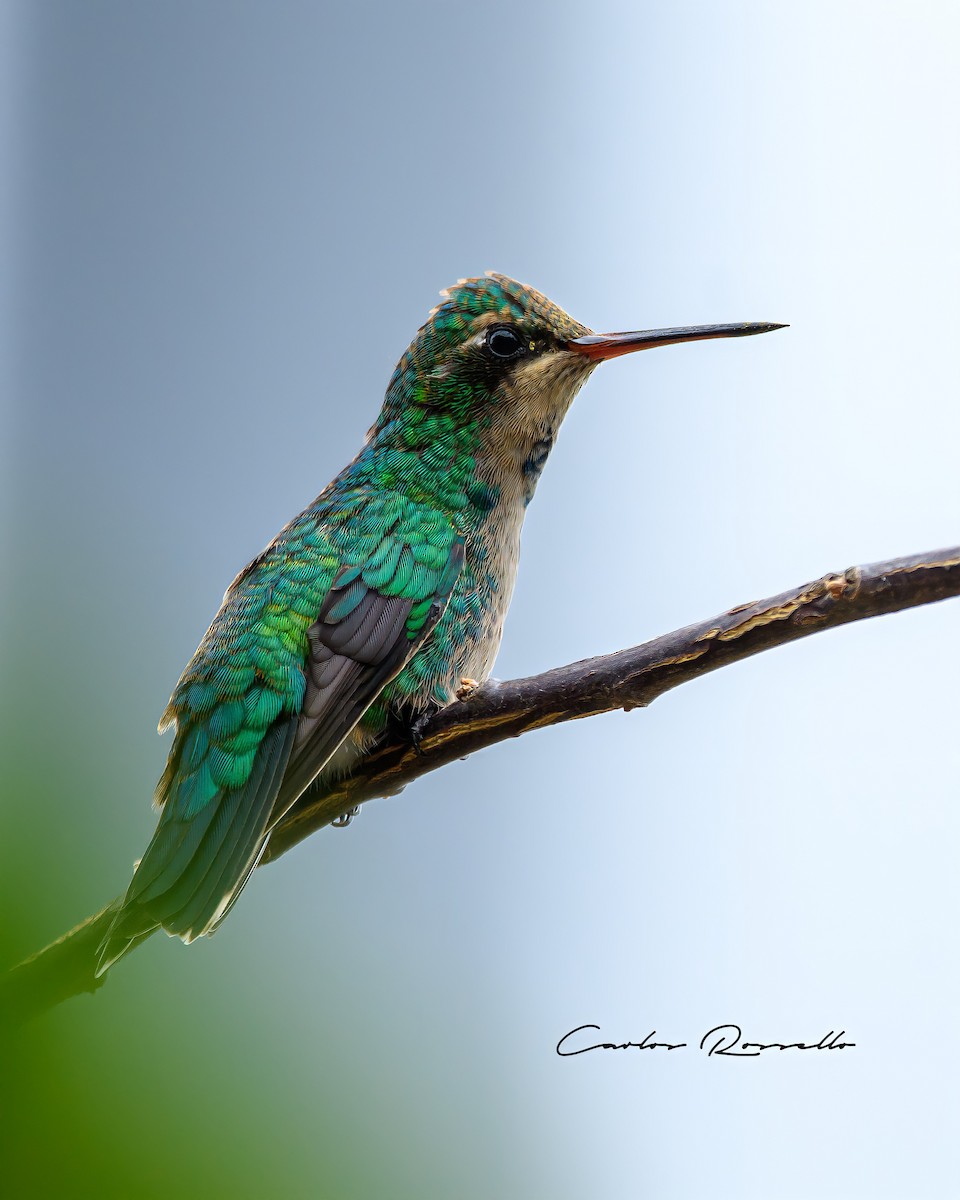 Glittering-bellied Emerald - ML323369561