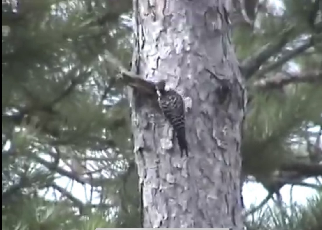 Red-cockaded Woodpecker - ML323370701