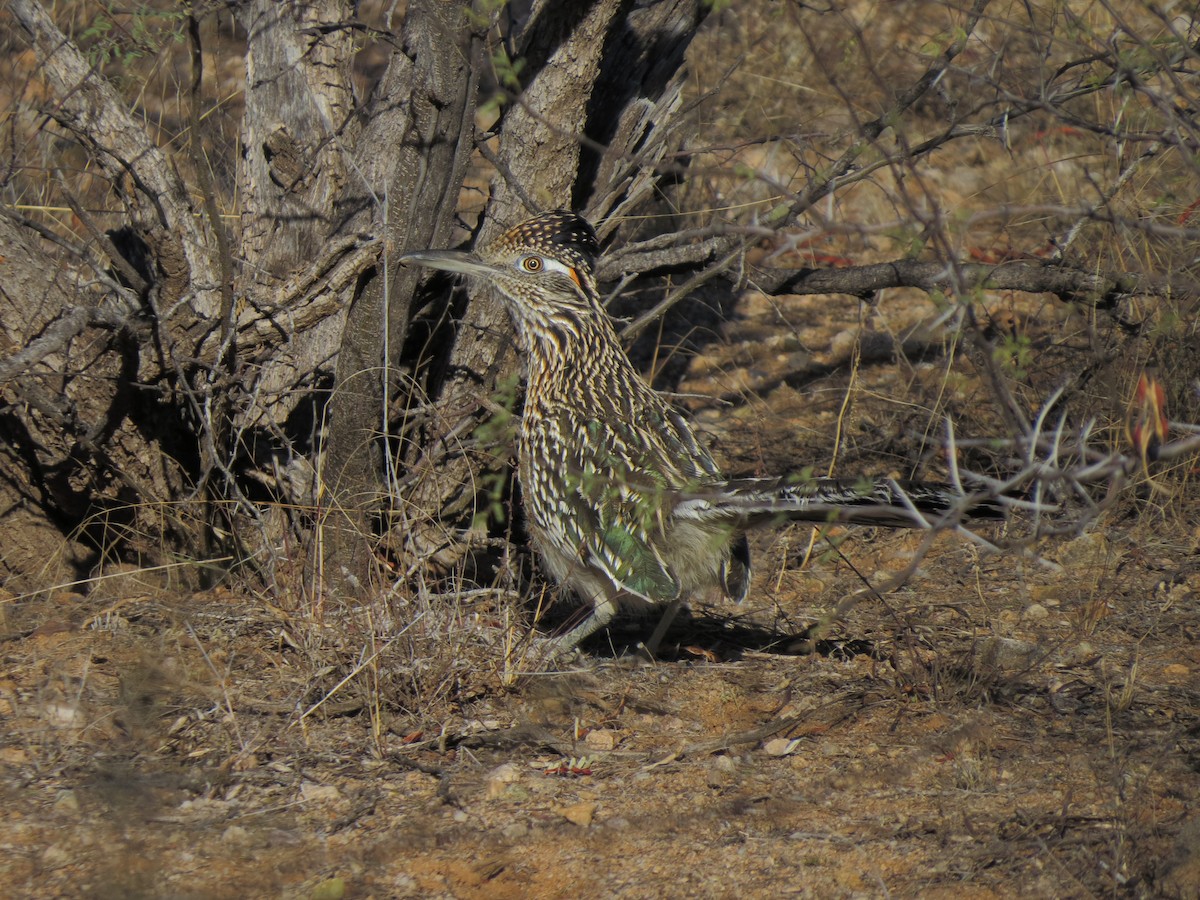 Greater Roadrunner - ML32337071