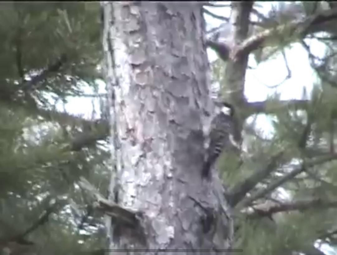 Red-cockaded Woodpecker - ML323370711