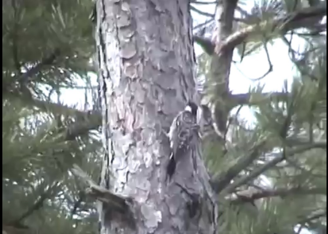 Red-cockaded Woodpecker - ML323370721