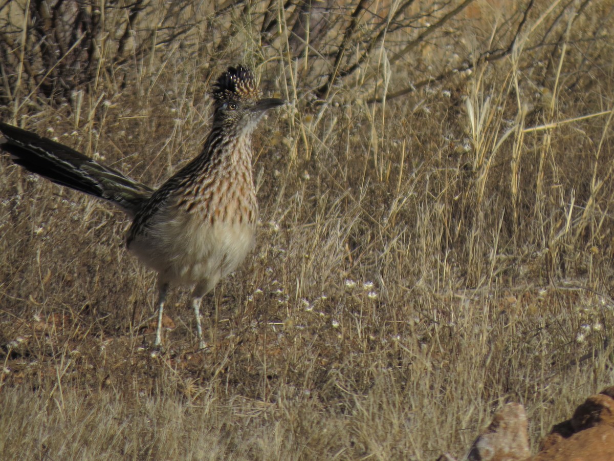 Greater Roadrunner - ML32337231