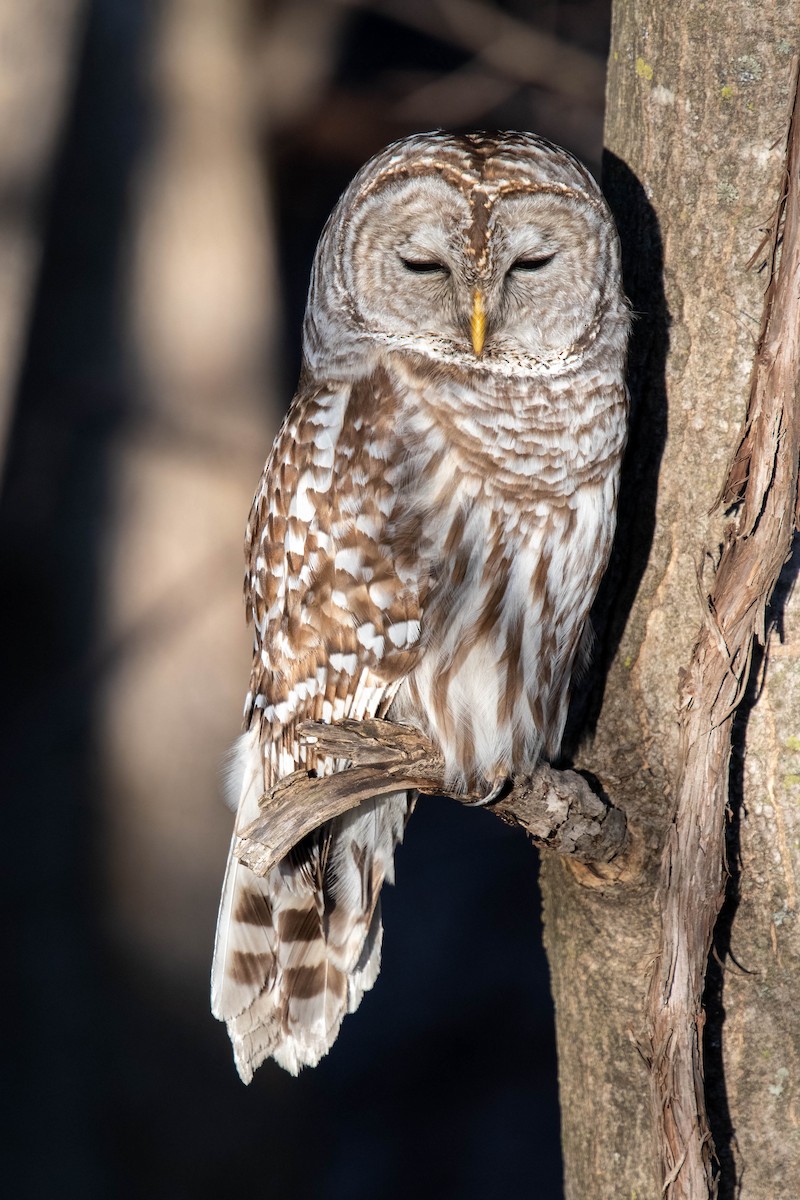 Barred Owl - Eric Seyferth