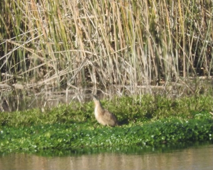 Avetoro Lentiginoso - ML323373531