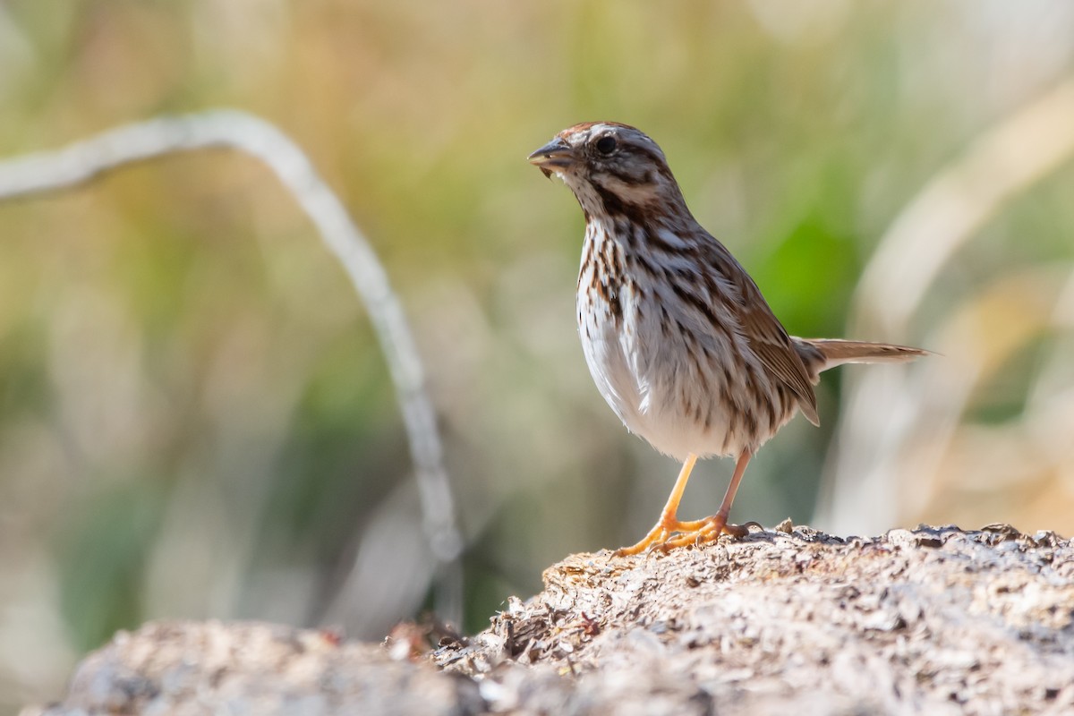 Song Sparrow - Dan Wilson